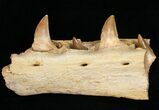 Mosasaur (Eremiasaurus) Jaw Section On Stand #11507-5